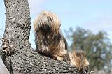 LHASSA APSO 038